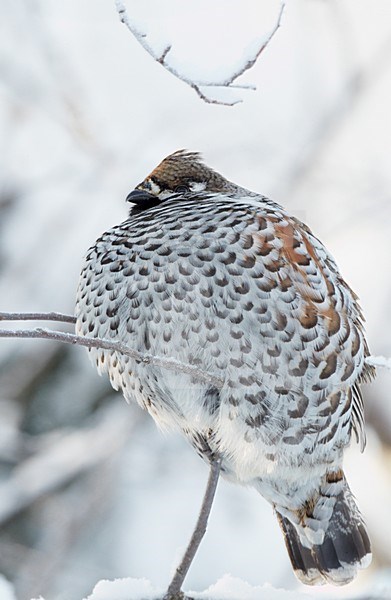 Mannetje Hazelhoen rustend in besneeuwde struiken; Male Hazel Grouse resting in snow covered trees stock-image by Agami/Markus Varesvuo,