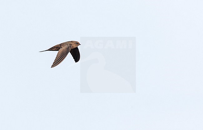 Plain Swift (Apus unicolor) in flight on the island Madeira, Portugal. stock-image by Agami/Marc Guyt,