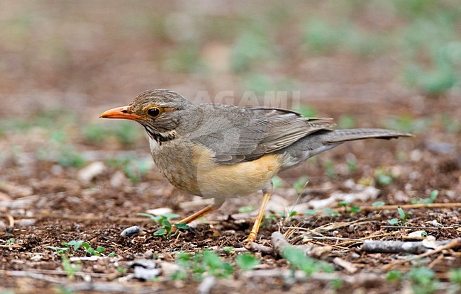 Kurrichane-lijster, Kurrichane Thrush, Turdus libonyana stock-image by Agami/Marc Guyt,