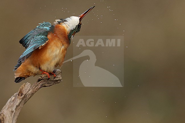 Juvenile or female Common Kingfischer (Alcedo atthis) perching on a branch and preen its feathers and shaking its head stock-image by Agami/Mathias Putze,