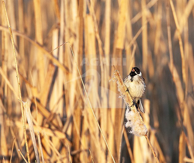 Common Reed Bunting (Emberiza schoeniclus) in the Netherlands. Singing male. stock-image by Agami/Marc Guyt,