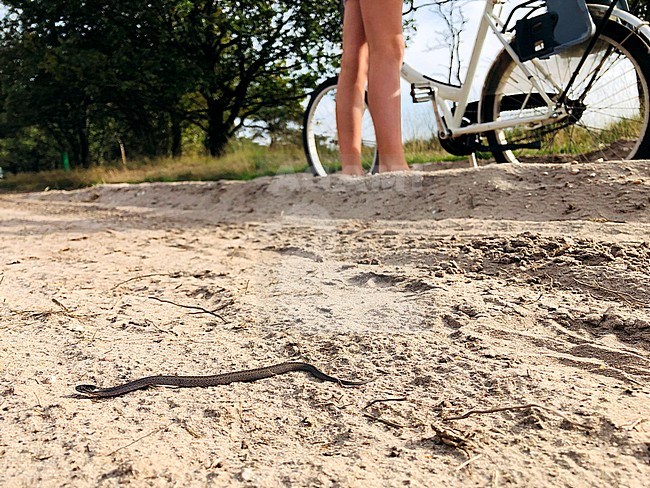 Smooth Snake (Coronella austriaca) on a public path in national park Veluwe in the Netherlands. Crossing a dirt road. stock-image by Agami/Arnold Meijer,