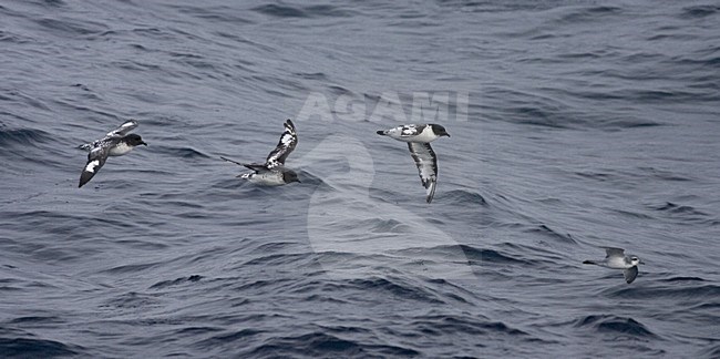 Cape Petrel group flying above open ocean; Kaapse Stormvogel groep vliegend boven de oceaan stock-image by Agami/Marc Guyt,