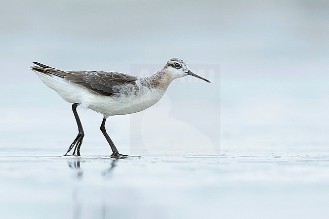 Adult male Wilson's Phalarope (Steganopus tricolor) in transition to breeding plumage.
Galveston Co., Texas, USA.
April 2016 stock-image by Agami/Brian E Small,