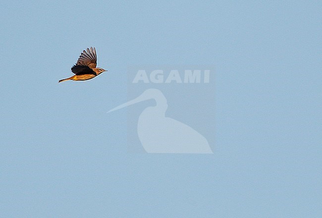 Palm warbler (Setophaga palmarum) migrating over Higbee Beach, Cape May, New Jersey in USA. stock-image by Agami/Helge Sorensen,