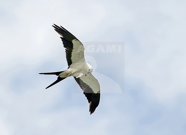 Swallow-tailed Kite (Elanoides forficatus) in Costa Rica. stock-image by Agami/Pete Morris,