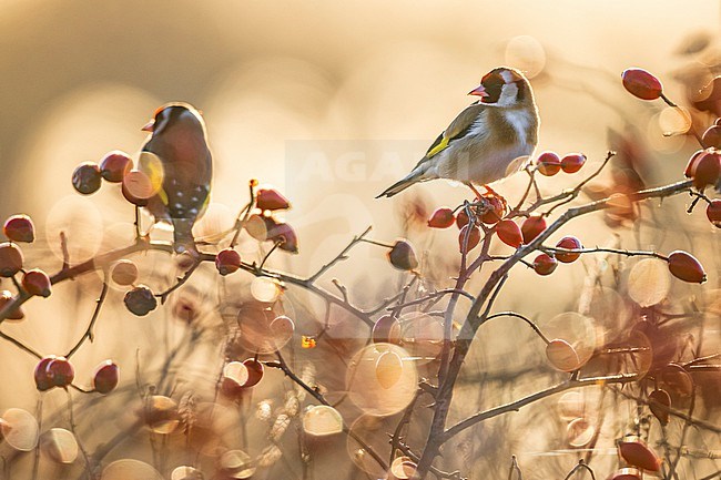 Eurasian Goldfinch (Carduelis carduelis) in Italy. stock-image by Agami/Daniele Occhiato,