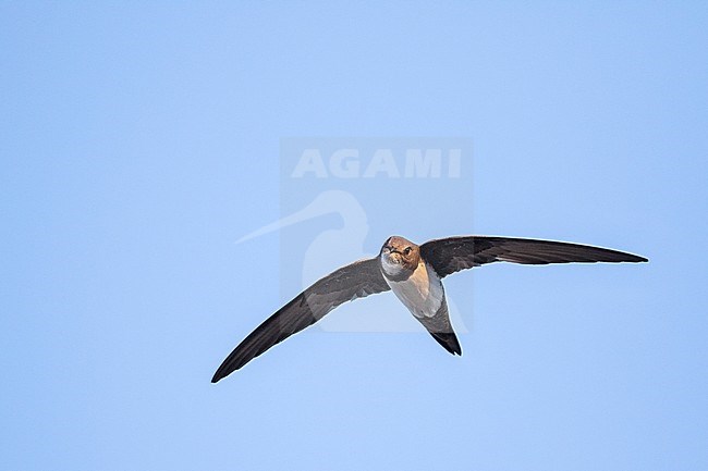 Alpine Swift - Alpensegler - Tachymarptis melba ssp. melba, Germany, adult stock-image by Agami/Ralph Martin,