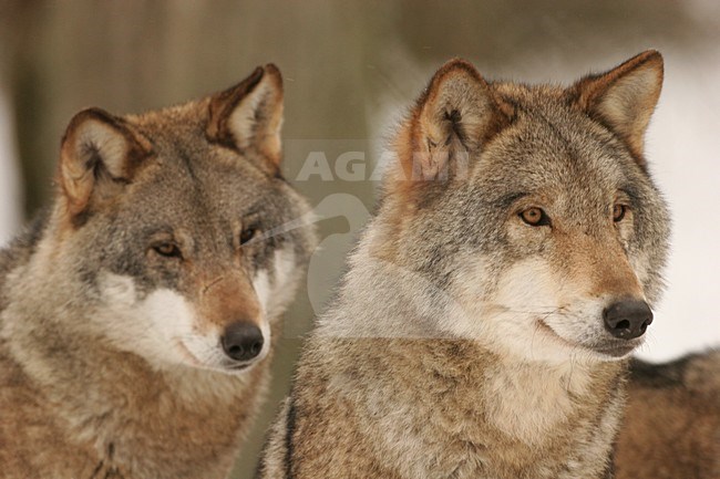 Twee Europese Wolven; Two European Wolfs stock-image by Agami/Menno van Duijn,