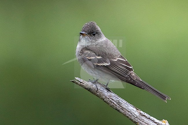 Oostelijke bospiewie; Eastern Wood Pewee stock-image by Agami/Daniele Occhiato,