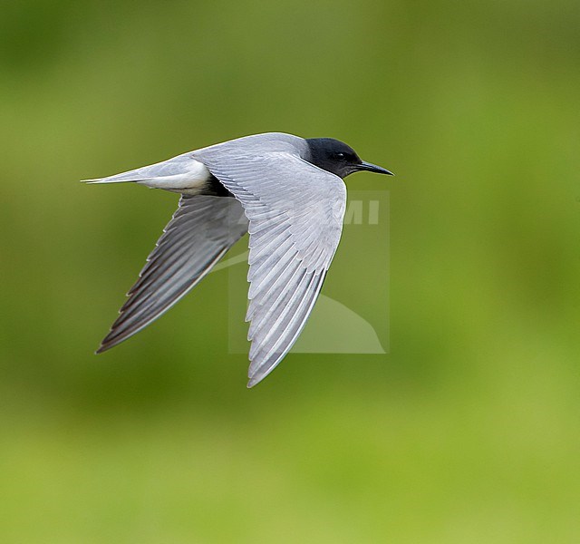 Summer plumaged adult Black Tern (Chlidonias niger) in wetland in Groningen, Netherlands. stock-image by Agami/Marc Guyt,