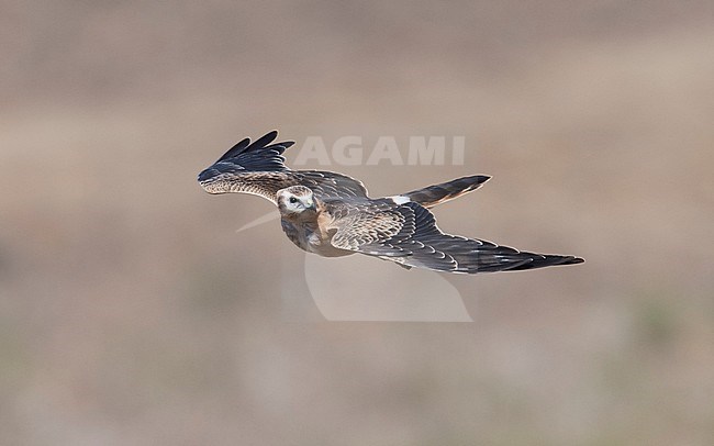 Juvenile female Montagu's Harrier (Circus pygargus) in flight, photo above. Spain stock-image by Agami/Markku Rantala,