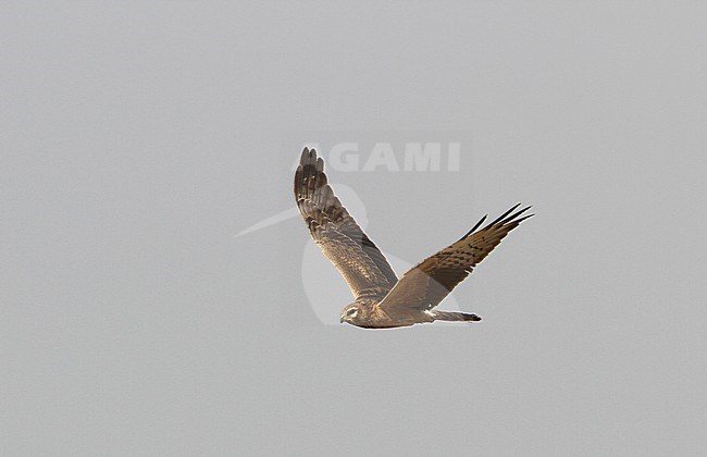 Grauwe Kiekendief in vlucht; Montagu's Harrier (Circus pygargus) in flight stock-image by Agami/James Eaton,