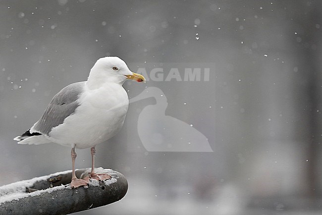 Zilvermeeuw in de sneeuw; Herring gull stock-image by Agami/Chris van Rijswijk,