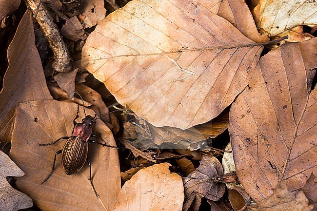 Carabus cancellatus - Körnerwarze, Germany (Baden-Württemberg), imago, female stock-image by Agami/Ralph Martin,