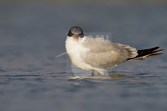 Reuzenstern; Caspian Tern, Hydroprogne caspia, Oman, 2nd cy stock-image by Agami/Ralph Martin,