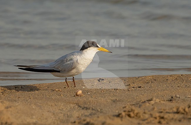 Saunders's Tern on the beach of the west coast of Saudi Arabia stock-image by Agami/Eduard Sangster,