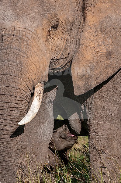 An African elephant calf, Loxodonta africana, nursing from its mother. Masai Mara National Reserve, Kenya. stock-image by Agami/Sergio Pitamitz,