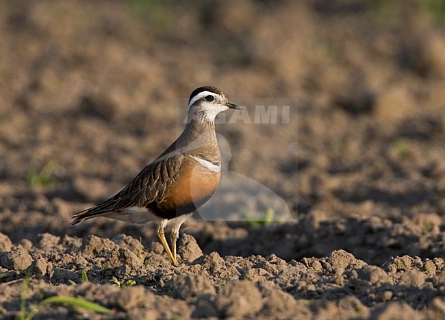 Eurasian Dotterel adult female during spring migrating, Morinelplevier volwassen vrouw tijdens voorjaars doortrek op akker stock-image by Agami/Marc Guyt,