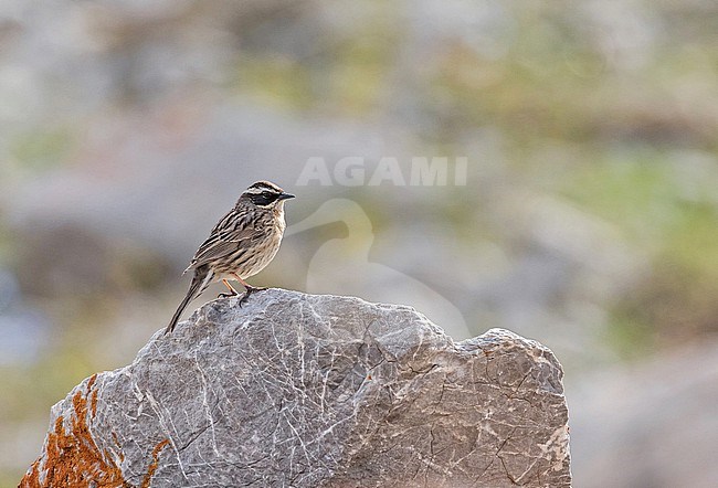 Radde's accentor (Prunella ocularis) in Turkey. stock-image by Agami/Pete Morris,