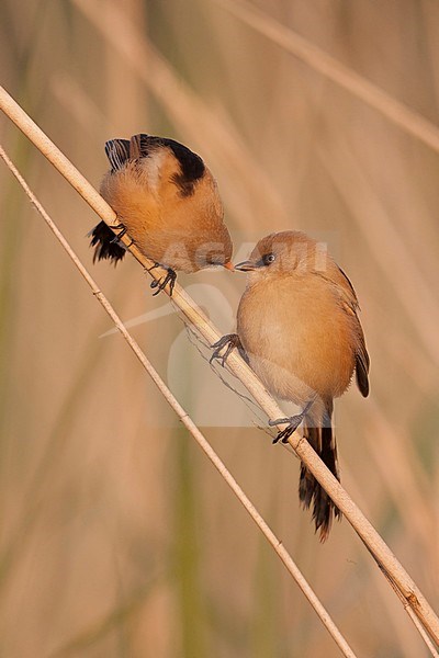 Baardman stelletje is verliefd; bearded tit and love is in the air; stock-image by Agami/Walter Soestbergen,