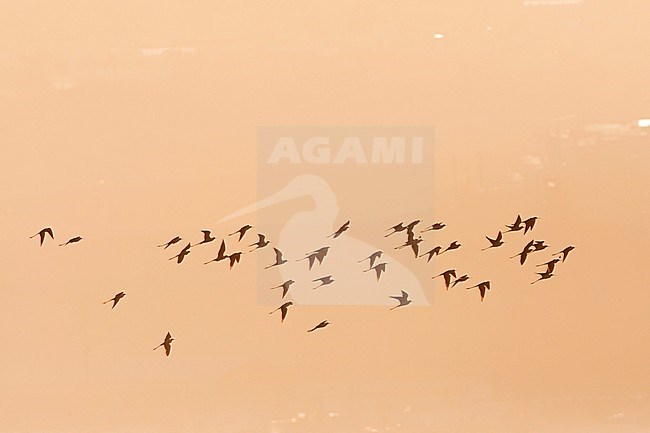 Flock of Black-winged Stilts (Himantopus himantopus) during spring migration at North Beach, Eilat, Israel. stock-image by Agami/Marc Guyt,