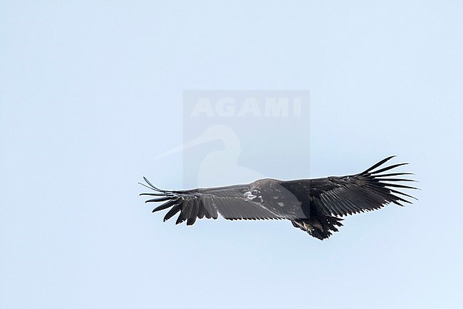 Cinereous Vulture (Aegypius monachus), Russia (Baikal), 2nd cy in flight, seen from below. stock-image by Agami/Ralph Martin,