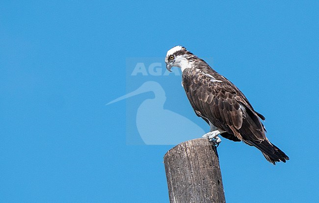 American Osprey, Pandion (haliaetus) carolinensis, perched on a pole stock-image by Agami/Roy de Haas,