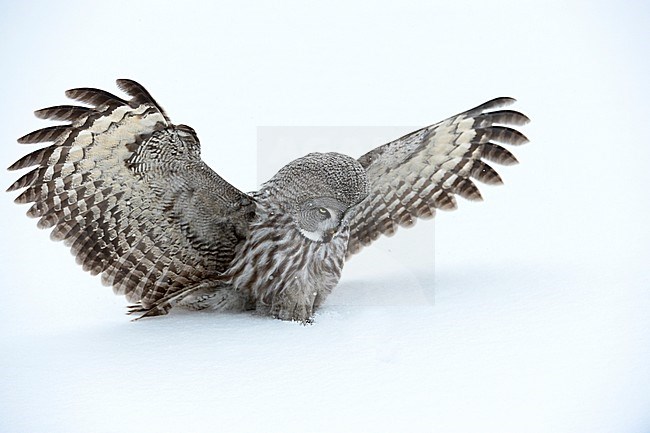 Laplanduil vliegend; Great Grey Owl flying stock-image by Agami/Jari Peltomäki,