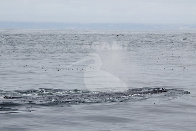 Bultrug aan de oppervlakte, Humpback whale at the surface stock-image by Agami/Martijn Verdoes,