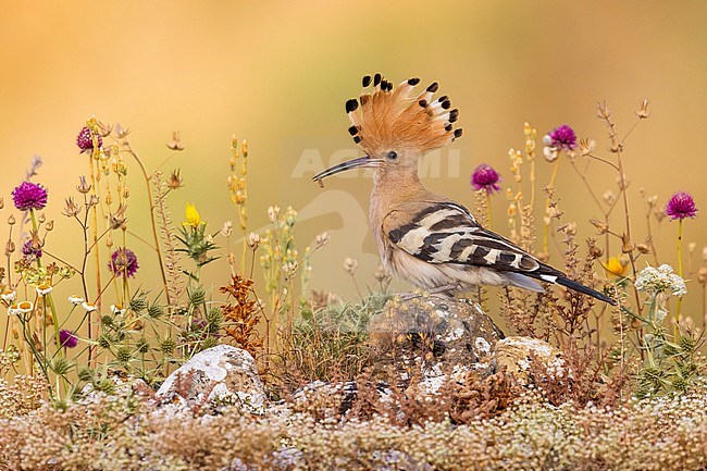 Eurasian Hoopoe (Upupa epops) in Italy. stock-image by Agami/Daniele Occhiato,