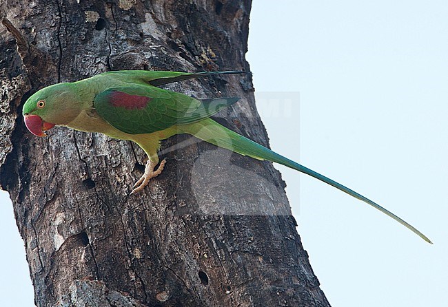 Alexanderparkiet zittend in een boom; Alexandrine Parakeet (Psittacula eupatria) perched in a tree stock-image by Agami/Marc Guyt,
