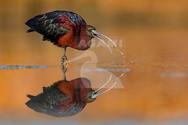 Glossy Ibis, Plegadis falcinellus, in Italy. stock-image by Agami/Daniele Occhiato,