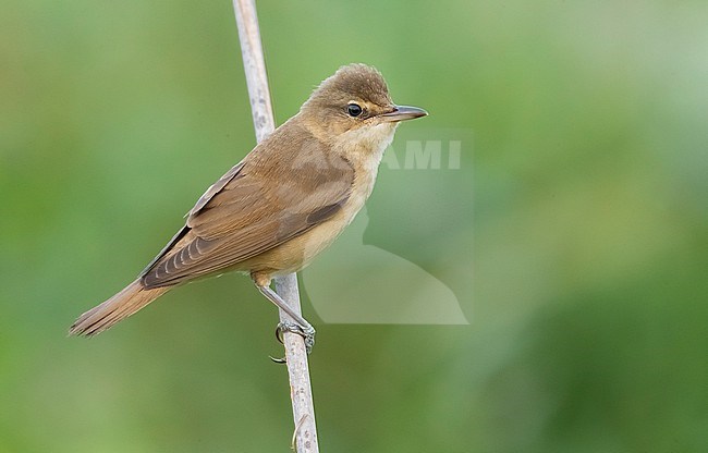 Great Reed Warbler, Acrocephalus arundinaceus, in Italy. stock-image by Agami/Daniele Occhiato,