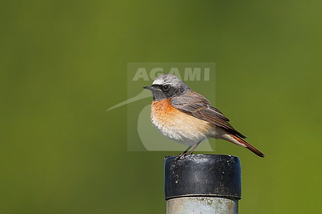 Common Redstart - Gartenrotschwanz - Phoenicurus phoenicurus ssp. phoenicurus, Germany, adult male stock-image by Agami/Ralph Martin,