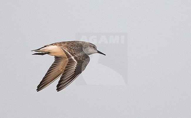 Red-necked Stint (Calidris ruficollis) in flight over Pak Thale salt pans and mud flats in Phetchaburi, Thailand. stock-image by Agami/Ian Davies,