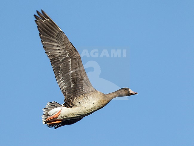 Adult
Colusa Co., CA
December 2012 stock-image by Agami/Brian E Small,