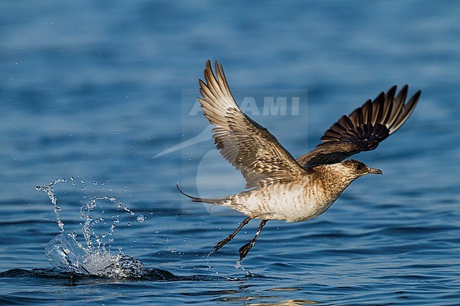 Kleine Jager, Parasitic Jaeger, Stercorarius parasiticus, Germany, 3rd cy stock-image by Agami/Ralph Martin,