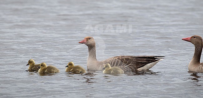 Family group of Siberian Greylag Geese (Anser anser rubrirostris) swimming in Wild Flower Lake (Huahu) in Sichuan, China. stock-image by Agami/Ian Davies,