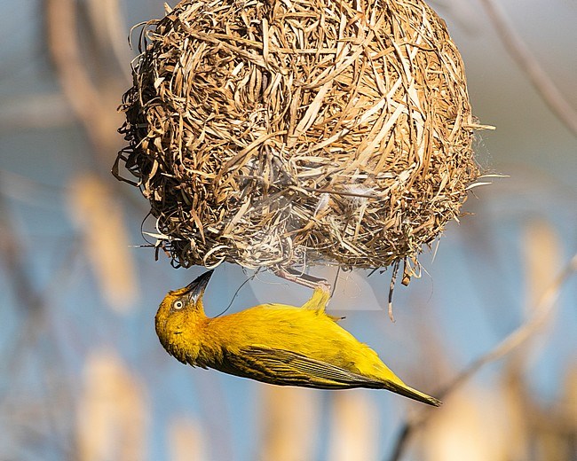 Cape Weavers (Ploceus capensis), adult male at the entrance of the nest, Western Cape, South Africa stock-image by Agami/Saverio Gatto,