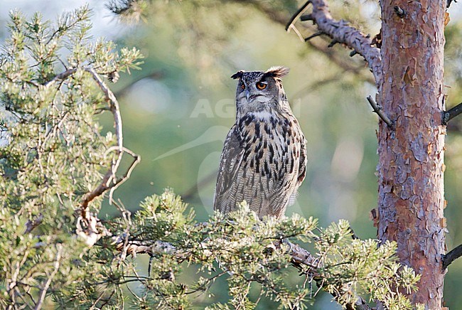 Oehoe; Eagle Owl; Bubo bubo stock-image by Agami/Dick Forsman,