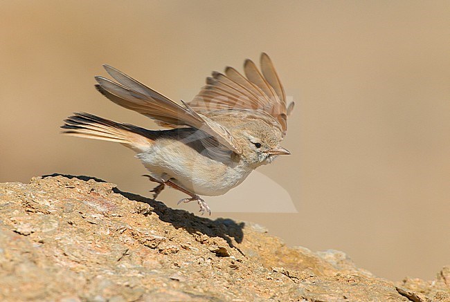 Bar-tailed Lark (Ammomanes cinctura) taking off from the ground neat Dakhla in the Western Sahara. stock-image by Agami/David Monticelli,