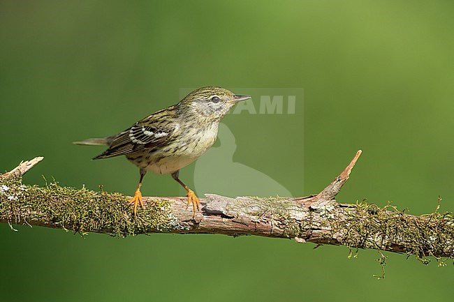 Adult female
Galveston Co., TX
April 2022 stock-image by Agami/Brian E Small,