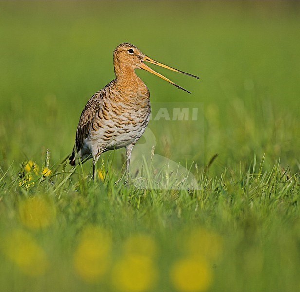 Adulte Grutto in weiland, Black-tailed Godwit adult in meadow stock-image by Agami/Menno van Duijn,