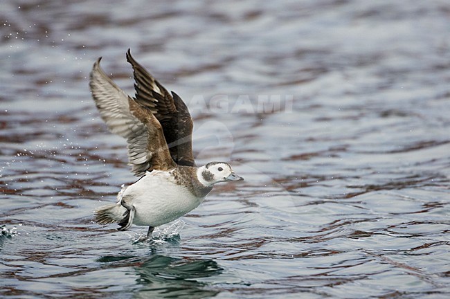 IJseend mannetje opvliegend uit water; Long-tailed Duck male flying off from water stock-image by Agami/Markus Varesvuo,