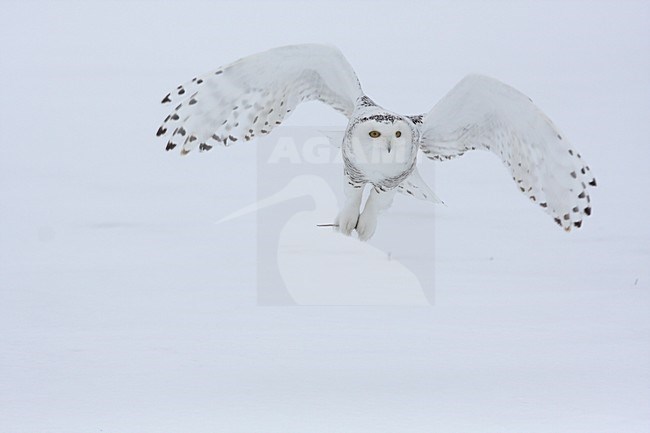 Sneeuwuil vliegend; Snowy Owl flying stock-image by Agami/Chris van Rijswijk,