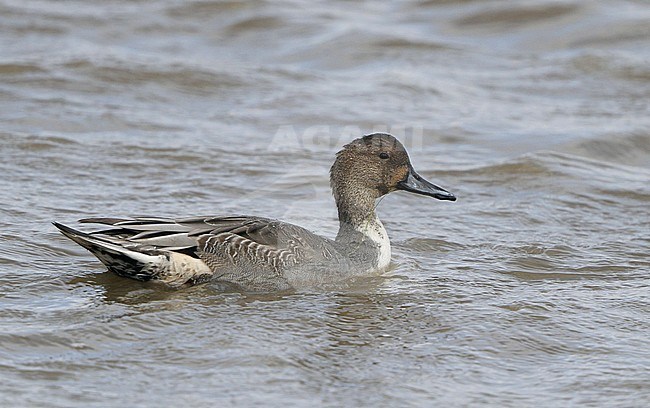 Moulting eclipse male Northern Pintail (Anas acuta) during autumn at Brigantine,New Jersey in USA. Side view of swimming male. stock-image by Agami/Helge Sorensen,