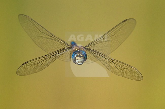 Vliegende Paardenbijter, Migrant Hawker in flight stock-image by Agami/Daniele Occhiato,