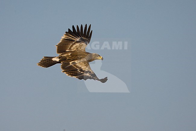 Steppearend in de vlucht; Steppe Eagle in flight stock-image by Agami/Daniele Occhiato,
