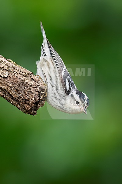 Adult female
Galveston Co., TX
April 2022 stock-image by Agami/Brian E Small,